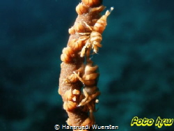 Zanzibar Shrimp - Dasycaris zanzibarica by Hansruedi Wuersten 
